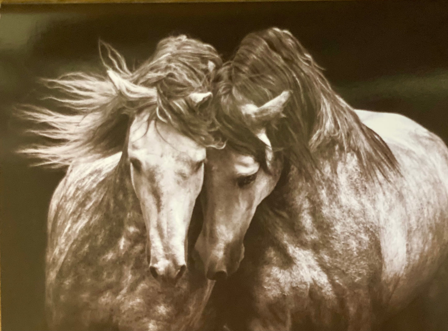 Blank Greeting Cards | Dapples