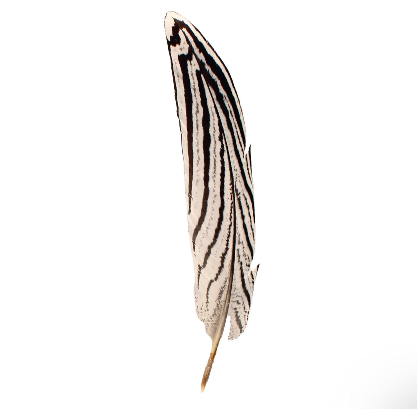 Feather| Black and White Trim Feather