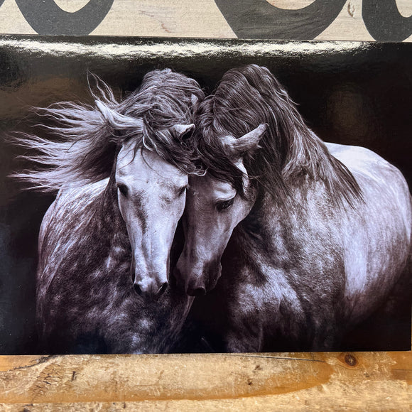 Blank Greeting Cards |Two Horse Black & White